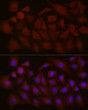 Immunofluorescence analysis of A-549 cells using NTF4 Rabbit polyclonal antibody (STJ24831) at dilution of 1:100 (40x lens). Secondary antibody: Cy3 Goat Anti-Rabbit IgG (H+L) at 1:500 dilution. Blue: DAPI for nuclear staining.