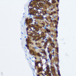 Immunohistochemistry analysis of paraffin-embedded Rat lung using PP1 beta Rabbit polyclonal antibody (STJ25081) at dilution of 1:100 (40x lens). Perform microwave antigen retrieval with 10 mM PBS buffer pH 7. 2 before commencing with immunohistochemistry staining protocol.