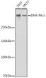Western blot analysis of extracts of various cell lines, using DNA-PKcs antibody (STJ25141) at 1:1000 dilution. Secondary antibody: HRP Goat Anti-Rabbit IgG (H+L) (STJS000856) at 1:10000 dilution. Lysates/proteins: 25 Mu g per lane. Blocking buffer: 3% nonfat dry milk in TBST. Detection: ECL Basic Kit. Exposure time: 1s.