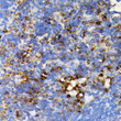Immunohistochemistry analysis of paraffin-embedded mouse spleen using SHP2 antibody (STJ25224) at dilution of 1:100 (40x lens). Perform microwave antigen retrieval with 10 mM PBS buffer pH 7. 2 before commencing with immunohistochemistry staining protocol.