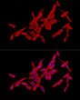 Immunofluorescence analysis of PC-12 cells using SLC27A2 rabbit polyclonal antibody (STJ25573) at dilution of 1:50 (40x lens). Blue: DAPI for nuclear staining.