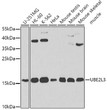 Western blot analysis of extracts of various cell lines, using UBE2L3 antibody (STJ26020) at 1:1000 dilution. Secondary antibody: HRP Goat Anti-Rabbit IgG (H+L) (STJS000856) at 1:10000 dilution. Lysates/proteins: 25 Mu g per lane. Blocking buffer: 3% nonfat dry milk in TBST. Detection: ECL Enhanced Kit. Exposure time: 60s.