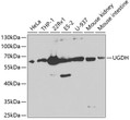 Western blot analysis of extracts of various cell lines, using UGDH Antibody (STJ26035) at 1:1000 dilution. Secondary antibody: HRP Goat Anti-Rabbit IgG (H+L) (STJS000856) at 1:10000 dilution. Lysates/proteins: 25 Mu g per lane. Blocking buffer: 3% nonfat dry milk in TBST.