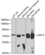Western blot analysis of extracts of various cell lines, using USH1C antibody (STJ26052) at 1:1000 dilution. Secondary antibody: HRP Goat Anti-Rabbit IgG (H+L) (STJS000856) at 1:10000 dilution. Lysates/proteins: 25 Mu g per lane. Blocking buffer: 3% nonfat dry milk in TBST. Detection: ECL Basic Kit. Exposure time: 90s.