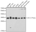 Western blot analysis of extracts of various cell lines, using 14-3-3 Theta antibody (STJ26144) at 1:1000 dilution. Secondary antibody: HRP Goat Anti-Rabbit IgG (H+L) (STJS000856) at 1:10000 dilution. Lysates/proteins: 25 Mu g per lane. Blocking buffer: 3% nonfat dry milk in TBST.