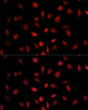 Immunofluorescence analysis of L929 cells using PSMB1 antibody (STJ26164) at dilution of 1:100. Blue: DAPI for nuclear staining. Immunofluorescence analysis of L929 cells using PSMB1 antibody (STJ26164) at dilution of 1:100. Blue: DAPI for nuclear staining.