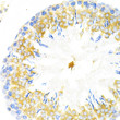 Immunohistochemistry analysis of paraffin-embedded rat testis using TAPBP Antibody (STJ26188) at dilution of 1:200 (40x lens). Perform microwave antigen retrieval with 10 mM PBS buffer pH 7. 2 before commencing with immunohistochemistry staining protocol.