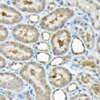 Immunohistochemistry analysis of paraffin-embedded rat kidney using RBBP9 Rabbit polyclonal antibody (STJ26678) at dilution of 1:200 (40x lens). Perform high pressure antigen retrieval with 10 mM citrate buffer pH 6. 0 before commencing with immunohistochemistry staining protocol.