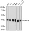 Western blot analysis of extracts of various cell lines, using DNAJB14 antibody (STJ27008) at 1:1000 dilution. Secondary antibody: HRP Goat Anti-Rabbit IgG (H+L) (STJS000856) at 1:10000 dilution. Lysates/proteins: 25 Mu g per lane. Blocking buffer: 3% nonfat dry milk in TBST. Detection: ECL Basic Kit. Exposure time: 1s.