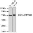 Western blot analysis of extracts of various cell lines, using BAF57/BAF57/SMARCE1 antibody (STJ27314) at 1:1000 dilution. Secondary antibody: HRP Goat Anti-Rabbit IgG (H+L) (STJS000856) at 1:10000 dilution. Lysates/proteins: 25 Mu g per lane. Blocking buffer: 3% nonfat dry milk in TBST. Detection: ECL Basic Kit. Exposure time: 90s.