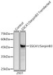 Western blot analysis of lysates from wild type (WT) and 293T cells transfected with SSCA1/SerpinB3 using SSCA1/SerpinB3 Rabbit polyclonal antibody (STJ27371) at 1:1000 dilution. Secondary antibody: HRP Goat Anti-Rabbit IgG (H+L) (STJS000856) at 1:10000 dilution. Lysates/proteins: 25 Mu g per lane. Blocking buffer: 3% nonfat dry milk in TBST. Detection: ECL Basic Kit. Exposure time: 1s.