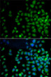 Immunofluorescence analysis of A-549 cells using FAT10/FAT10/UBD antibody (STJ27444). Blue: DAPI for nuclear staining.