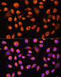 Immunofluorescence analysis of L929 cells using GNAS Rabbit polyclonal antibody (STJ27492) at dilution of 1:100. Secondary antibody: Cy3 Goat Anti-Rabbit IgG (H+L) at 1:500 dilution. Blue: DAPI for nuclear staining.