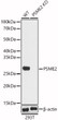 Western blot analysis of extracts from wild type (WT) and PSME2 knockout (KO) 293T (KO) cells, using PSME2 antibody (STJ27508) at 1:1000 dilution. Secondary antibody: HRP Goat Anti-Rabbit IgG (H+L) (STJS000856) at 1:10000 dilution. Lysates/proteins: 25 Mu g per lane. Blocking buffer: 3% nonfat dry milk in TBST. Detection: ECL Basic Kit. Exposure time: 1s.