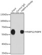 Immunoprecipitation analysis of 200 Mu g extracts of 293T cells using 1 Mu g FKBP52/FKBP52/FKBP4 antibody (STJ27610). Western blot was performed from the immunoprecipitate using FKBP52/FKBP52/FKBP4 antibody (STJ27610) at a dilution of 1:1000.
