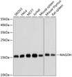 Western blot analysis of extracts of various cell lines, using MAGOH antibody (STJ27831) at 1:1000 dilution. Secondary antibody: HRP Goat Anti-Rabbit IgG (H+L) (STJS000856) at 1:10000 dilution. Lysates/proteins: 25 Mu g per lane. Blocking buffer: 3% nonfat dry milk in TBST. Detection: ECL Basic Kit. Exposure time: 10s.