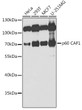Western blot analysis of extracts of various cell lines, using p60 CAF1 antibody (STJ28015) at 1:1000 dilution. _Secondary antibody: HRP Goat Anti-Rabbit IgG (H+L) (STJS000856) at 1:10000 dilution. _Lysates/proteins: 25 Mu g per lane. _Blocking buffer: 3% nonfat dry milk in TBST. _Detection: ECL Enhanced Kit. _Exposure time: 30s.