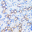 Immunohistochemistry analysis of paraffin-embedded rat kidney using IMPA1 antibody (STJ28464) at dilution of 1:100 (40x lens). Perform microwave antigen retrieval with 10 mM PBS buffer pH 7. 2 before commencing with immunohistochemistry staining protocol.