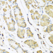Immunohistochemistry analysis of paraffin-embedded human stomach using MLN antibody (STJ28471) at dilution of 1:100 (40x lens). Perform microwave antigen retrieval with 10 mM PBS buffer pH 7. 2 before commencing with immunohistochemistry staining protocol.