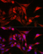 Immunofluorescence analysis of U2OS cells using MSRA rabbit polyclonal antibody (STJ28472) at dilution of 1:300 (40x lens). Blue: DAPI for nuclear staining.