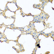 Immunohistochemistry analysis of paraffin-embedded mouse lung using PIP antibody (STJ28477) at dilution of 1:100 (40x lens). Perform microwave antigen retrieval with 10 mM PBS buffer pH 7. 2 before commencing with immunohistochemistry staining protocol.
