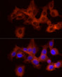 Immunofluorescence analysis of HepG2 cells using PYGB rabbit polyclonal antibody (STJ28485) at dilution of 1:100 (40x lens). Blue: DAPI for nuclear staining.