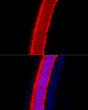 Immunofluorescence analysis of mouse eye using RCVRN rabbit polyclonal antibody (STJ28487) at dilution of 1:50 (40x lens). Blue: DAPI for nuclear staining.