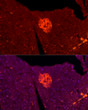 Immunofluorescence analysis of Rat Pancreas cells using TSPAN7 rabbit polyclonal antibody (STJ28500) at dilution of 1:200 (40x lens). Blue: DAPI for nuclear staining.