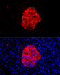 Immunofluorescence analysis of rat pancreas cells using SCG2 rabbit polyclonal antibody (STJ28508) at dilution of 1:100 (40x lens). Blue: DAPI for nuclear staining.