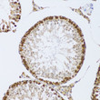 Immunohistochemistry analysis of paraffin-embedded mouse testis using CIRBP antibody (STJ28642) at dilution of 1:100 (20x lens). Perform microwave antigen retrieval with 10 mM PBS buffer pH 7. 2 before commencing with immunohistochemistry staining protocol.