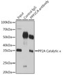 Immunoprecipitation analysis of 200 Mu g extracts of 293T cells using 3 Mu g PP2A Catalytic Alpha antibody (STJ28785). Western blot was performed from the immunoprecipitate using PP2A Catalytic Alpha antibody (STJ28785) at a dilution of 1:1000.