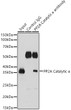 Immunoprecipitation analysis of 25 Mu g extracts of Rat brain cells using 3 Mu g PP2A Catalytic Alpha antibody (STJ28785). Western blot was performed from the immunoprecipitate using PP2A Catalytic Alpha antibody (STJ28785) at a dilution of 1:1000.