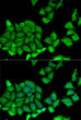 Immunofluorescence analysis of U2OS cells using RPS7 antibody (STJ28814). Blue: DAPI for nuclear staining.