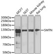 Western blot analysis of extracts of various cell lines, using SMTN antibody (STJ28828) at 1:1000 dilution. Secondary antibody: HRP Goat Anti-Rabbit IgG (H+L) (STJS000856) at 1:10000 dilution. Lysates/proteins: 25 Mu g per lane. Blocking buffer: 3% nonfat dry milk in TBST. Detection: ECL Enhanced Kit. Exposure time: 5min.
