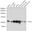 Western blot analysis of extracts of various cell lines, using TAF1C antibody (STJ28842) at 1:1000 dilution. Secondary antibody: HRP Goat Anti-Rabbit IgG (H+L) (STJS000856) at 1:10000 dilution. Lysates/proteins: 25 Mu g per lane. Blocking buffer: 3% nonfat dry milk in TBST. Detection: ECL Basic Kit. Exposure time: 90s.