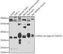 Western blot analysis of extracts of various cell lines, using Delta-sarcoglycan (Delta-sarcoglycan (SGCD) ) antibody (STJ29060) at 1:1000 dilution. Secondary antibody: HRP Goat Anti-Rabbit IgG (H+L) (STJS000856) at 1:10000 dilution. Lysates/proteins: 25 Mu g per lane. Blocking buffer: 3% nonfat dry milk in TBST. Detection: ECL Basic Kit. Exposure time: 90s.