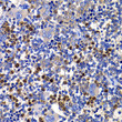 Immunohistochemistry analysis of STAMBP in paraffin-embedded rat spleen using STAMBP Rabbit polyclonal antibody (STJ29145) at dilution of 1:100 (40x lens). Perform microwave antigen retrieval with 10 mM PBS buffer pH 7. 2 before commencing with immunohistochemistry staining protocol.