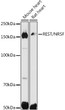 Western blot analysis of various lysates using REST/NRSF Rabbit polyclonal antibody (STJ29241) at 1:500 dilution. Secondary antibody: HRP Goat Anti-Rabbit IgG (H+L) (STJS000856) at 1:10000 dilution. Lysates/proteins: 25 Mu g per lane. Blocking buffer: 3% nonfat dry milk in TBST. Detection: ECL Basic Kit. Exposure time: 30s.