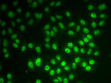 Immunofluorescence analysis of MCF-7 cells using SNRPD1 antibody (STJ29296).
