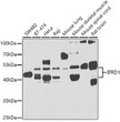 Western blot analysis of extracts of various cell lines, using IFRD1 antibody (STJ29575) at 1:1000 dilution. Secondary antibody: HRP Goat Anti-Rabbit IgG (H+L) (STJS000856) at 1:10000 dilution. Lysates/proteins: 25 Mu g per lane. Blocking buffer: 3% nonfat dry milk in TBST. Detection: ECL Basic Kit. Exposure time: 90s.