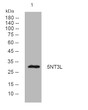 Western blot analysis of lysates from Hela cells, primary antibody was diluted at 1:1000, 4°C over night