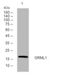 Western blot analysis of lysates from HpeG2 cells, primary antibody was diluted at 1:1000, 4°C over night Western blot analysis of lysates from HpeG2 cells, primary antibody was diluted at 1:1000, 4°C over night