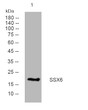 Western blot analysis of lysates from Hela cells, primary antibody was diluted at 1:1000, 4°C over night