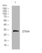 Western blot analysis of lysates from MCF-7 cells, primary antibody was diluted at 1:1000, 4°C over night