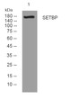Western blot analysis of lysates from 293T cells, primary antibody was diluted at 1:1000, 4°C over night Western blot analysis of lysates from 293T cells, primary antibody was diluted at 1:1000, 4°C over night