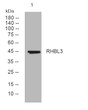 Western blot analysis of lysates from MCF-7 cells, primary antibody was diluted at 1:1000, 4°C over night