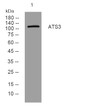 Western blot analysis of lysates from Hela cells, primary antibody was diluted at 1:1000, 4°C over night