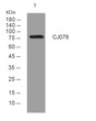 Western blot analysis of lysates from HCT116 cells, primary antibody was diluted at 1:1000, 4°C over night
