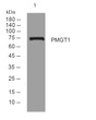 Western blot analysis of lysates from 293T cells, primary antibody was diluted at 1:1000, 4°C overnight STJ194780