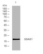 Western blot analysis of lysates from HuvEc cells, primary antibody was diluted at 1:1000, 4°C over night